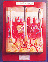 human skin.jpg (28085 bytes)